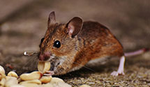 24 Hour & Emergency Exterminators in Santa Clara University, CA